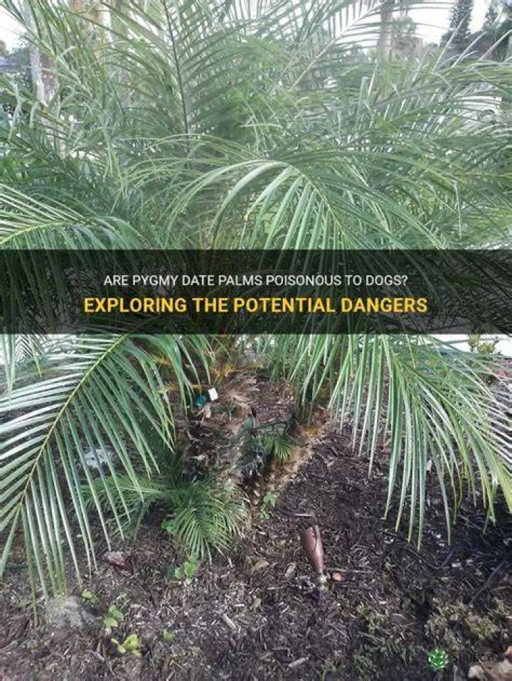 Are adonidia palms poisonous to dogs?