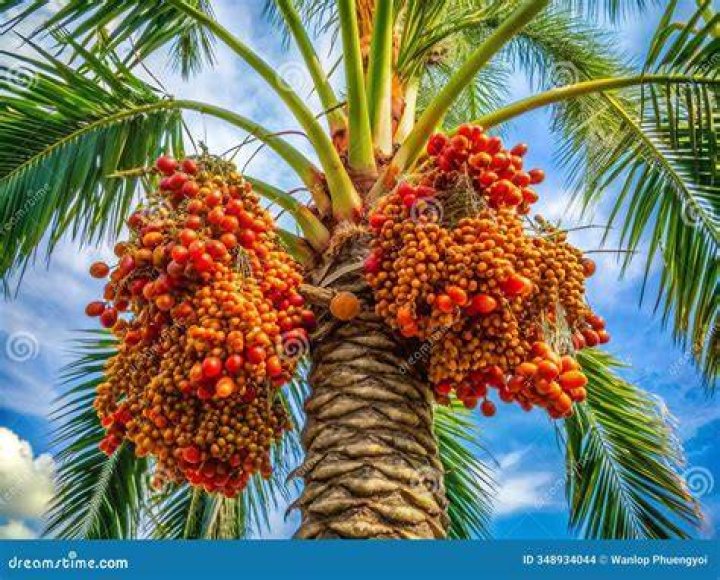 Are all palm fruits edible?