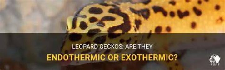 Are geckos ectothermic or endothermic?