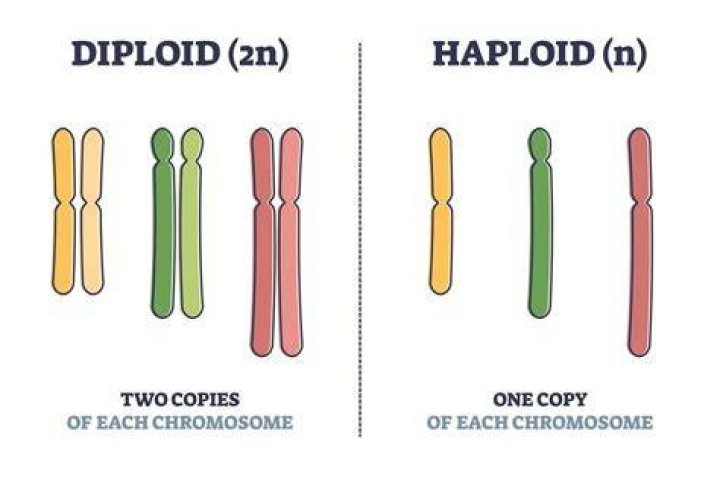 Are spermatids haploid or diploid?
