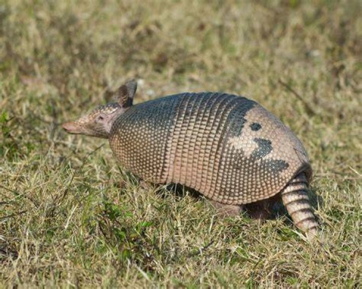 At home with the armadillo?