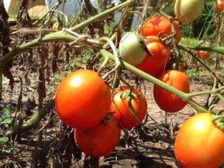 Can heirloom tomatoes cross pollinate?