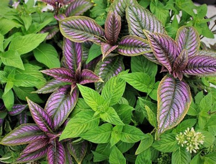 Can i cut back persian shield?