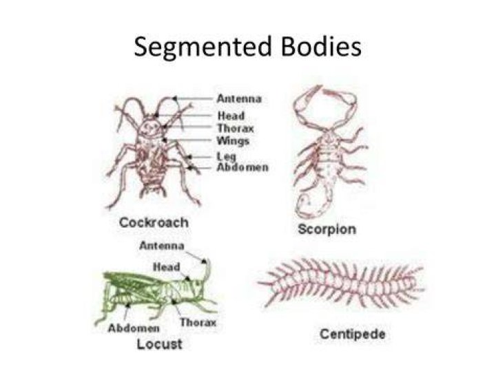 Do arthropods have segmented bodies?