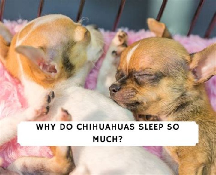 Do chihuahuas sleep a lot?