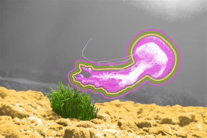 Do jellyfish evaporate in the sun?