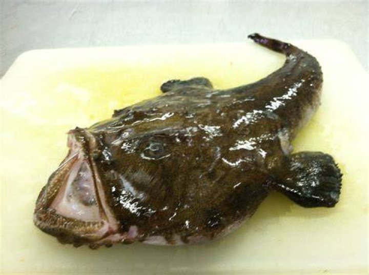 Do monkfish have fins and scales?