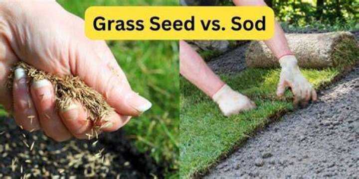 Do you seed sod?