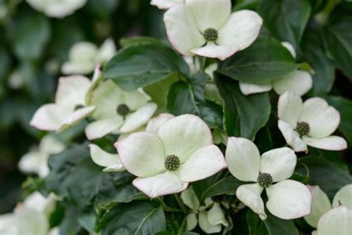 Does cornus kousa need acid soil?
