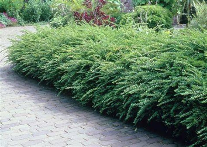 How to prune lonicera nitida?