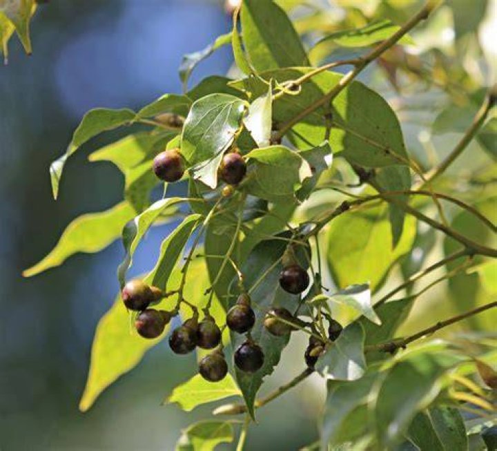 Is cinnamomum camphora edible?