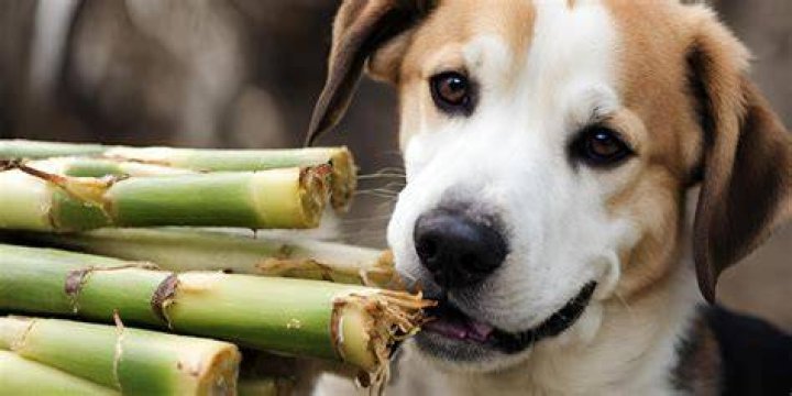 Is sugarcane good for dogs?
