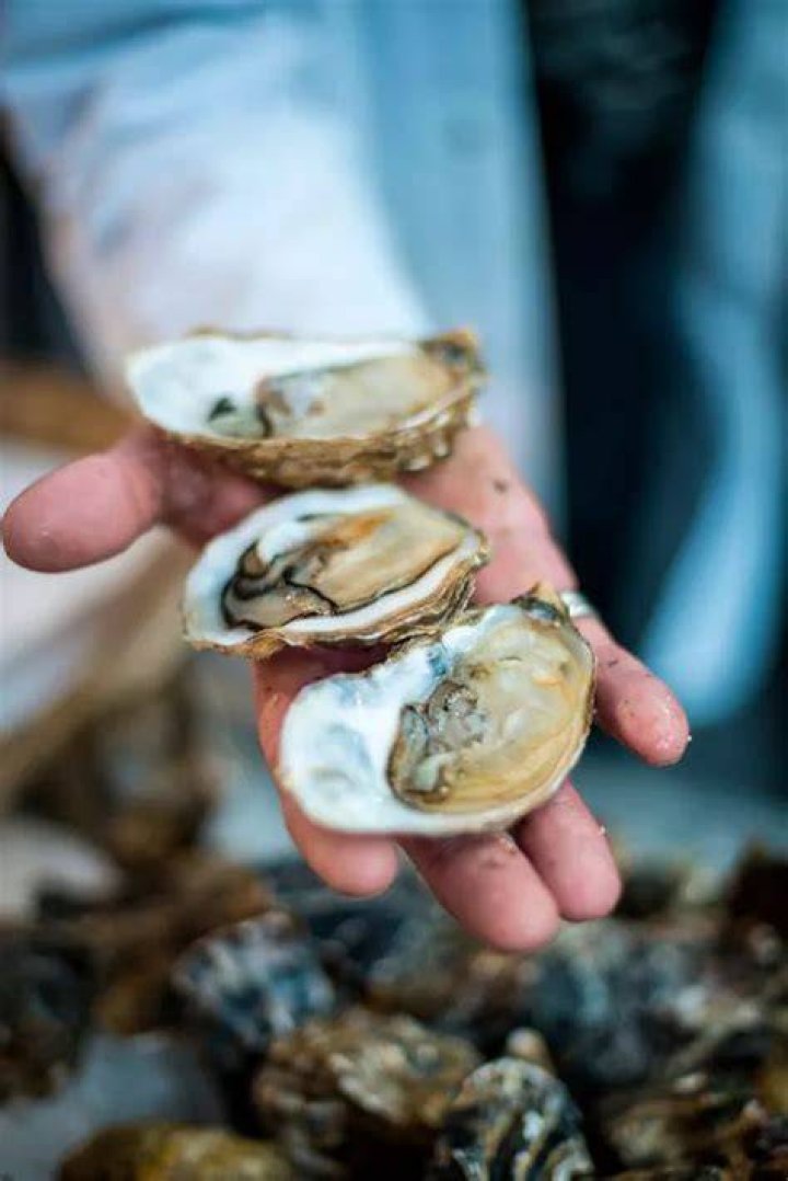 Should oysters be chewed or swallowed?
