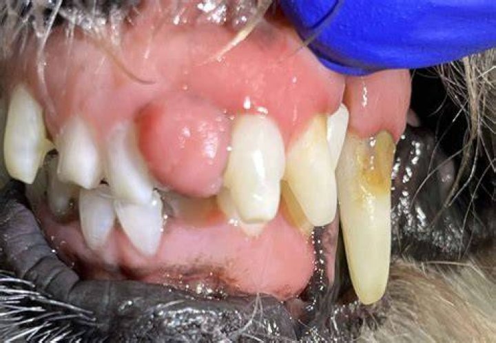 What does epulis in dogs look like?