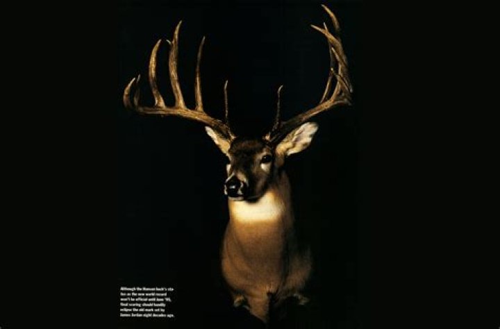 What is the world record whitetail buck?