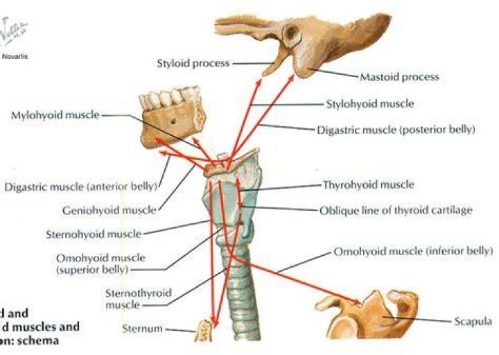 What muscles are attached to the hyoid bone?