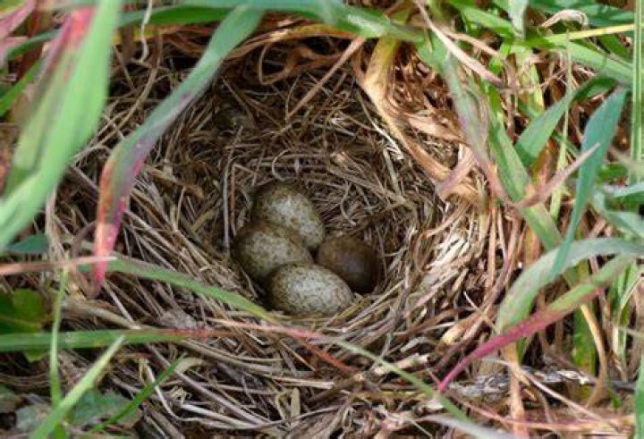 When do skylarks finish nesting?