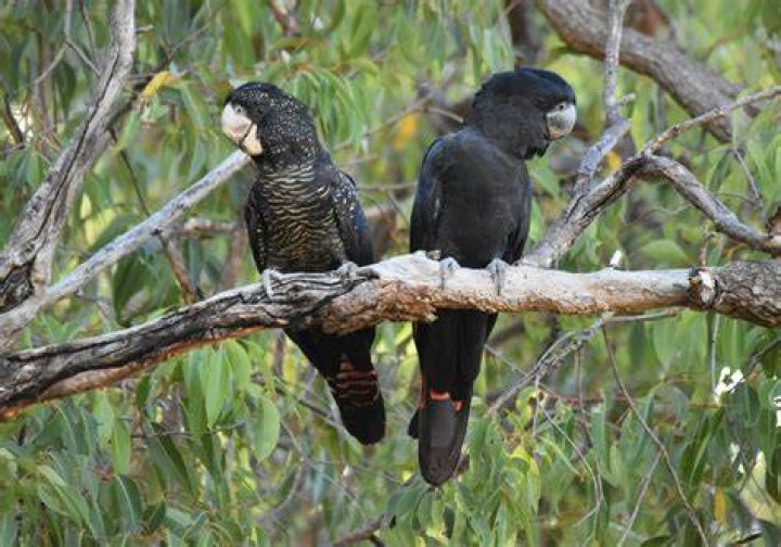 Where do black cockatoos live?