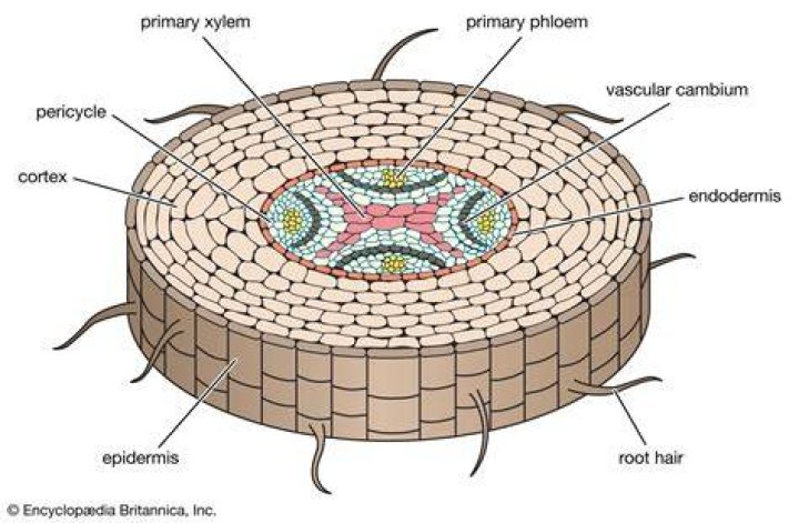 Where is vascular cambium found?