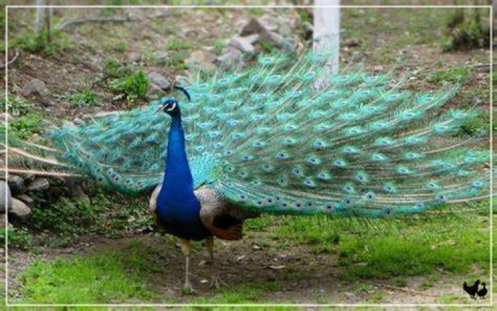 Why do peacocks fan their tail?