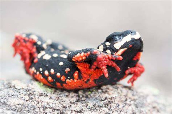 Why do poisonous animals have bright colors?