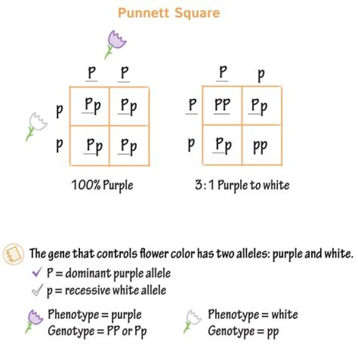 Why do scientist use punnett squares?