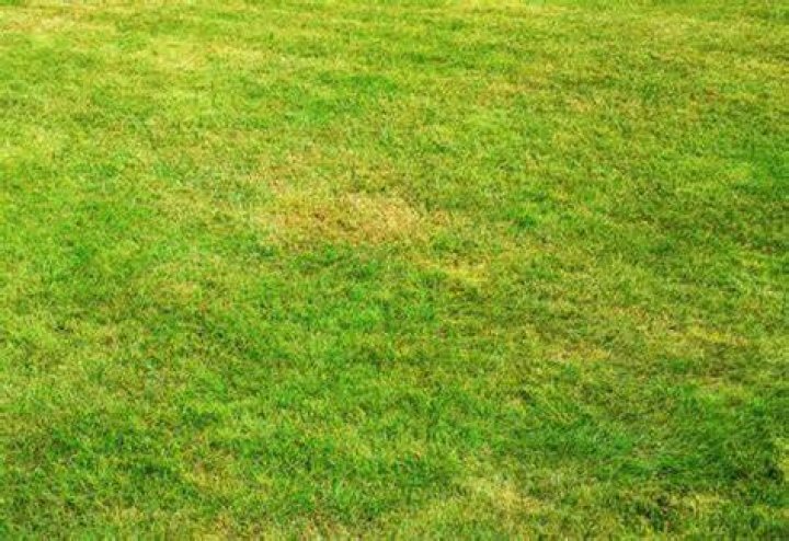Why is sod turning yellow?
