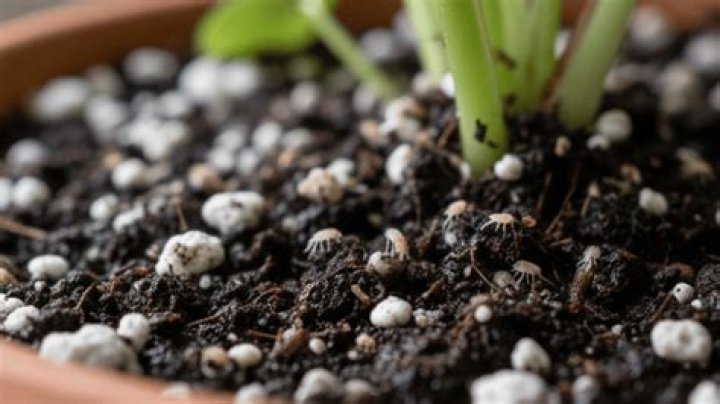 Will soil mites kill my plant?